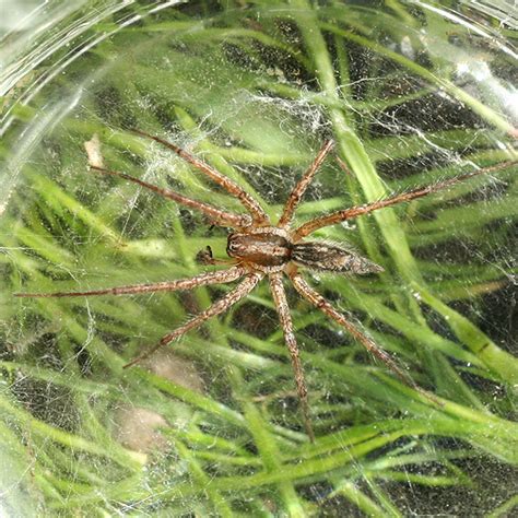 Male Grass Spider Agelenopsis Bugguidenet