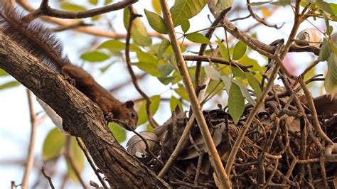 Squirrel Sleeping Habits Where Do Squirrels Sleep