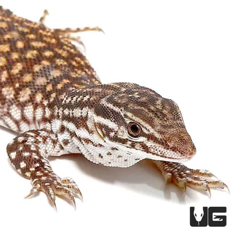 Baby Red Ackie Monitor - Underground Reptiles