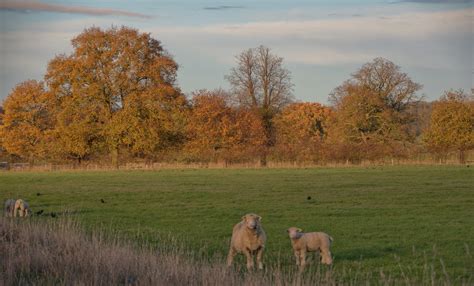 Shetland Sheep And Lambs Near Londonthorpe Lincolnshire On Flickr