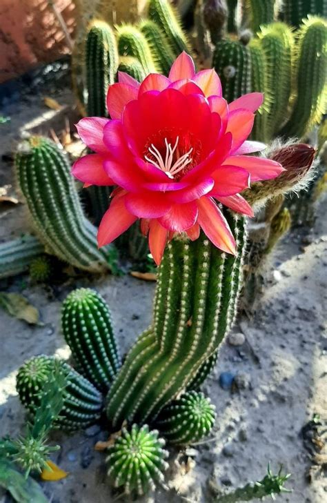 CACTUS | Cactus plants, Cactus flower, Cactus