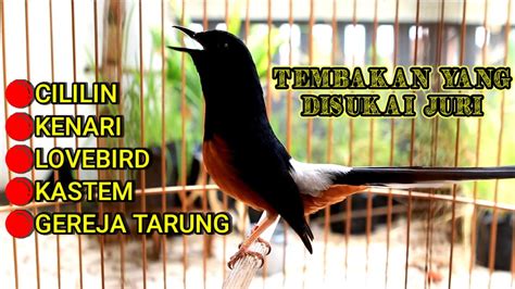 MURAI BATU MEDAN Full ISIAN PANJANG CILILIN GEREJA KENARI LOVEBIRD