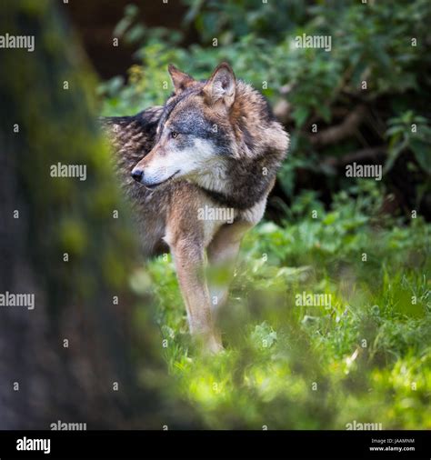 Gray Eurasian Wolf Canis Lupus Stock Photo Alamy