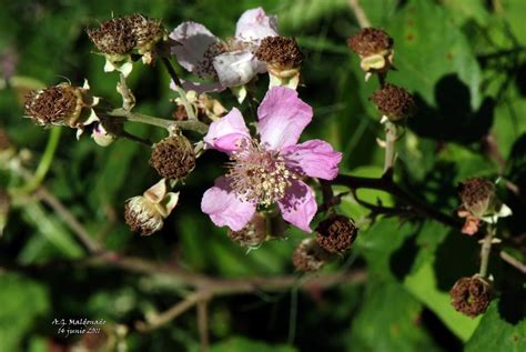 BIODIVERSIDAD COSTA GRANADINA Y Zarzamora Rubus Ulmifolius