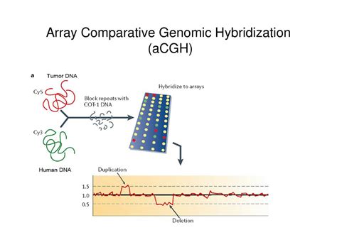 Cs296 5 Genomes Networks And Cancer Ppt Download