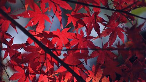 Red Leaves Wallpapers - Wallpaper Cave