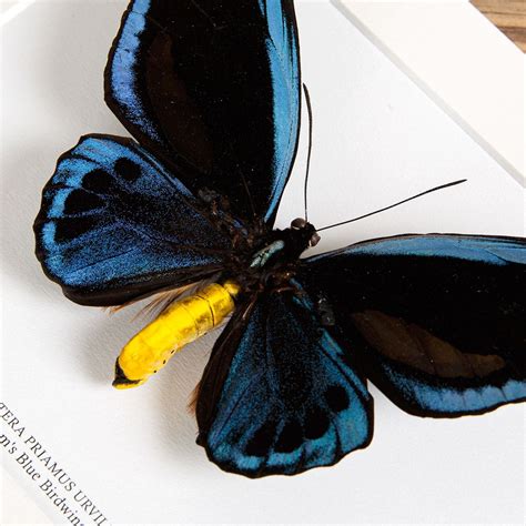 Priam S Blue Birdwing In Box Frame Ornithoptera Priamus Urvillianus