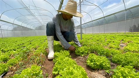 Más de 800 millones de córdobas compró Walmart a productores agrícolas