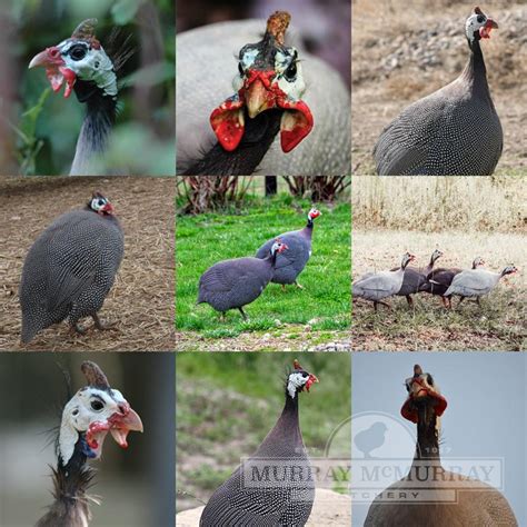 Types Of Guinea Keets