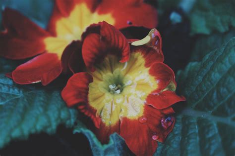 Kostenlose Foto Fotografie Blatt Blume Bl Tenblatt Rot Flora