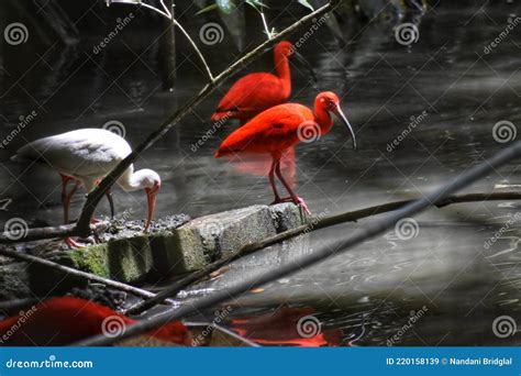 Scarlet ibis, Trinidad stock image. Image of pond, ecotourism - 220158139