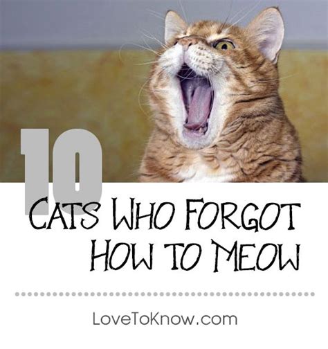 10 Weirdest Cat Meows And What They Mean Lovetoknow Crazy Cats