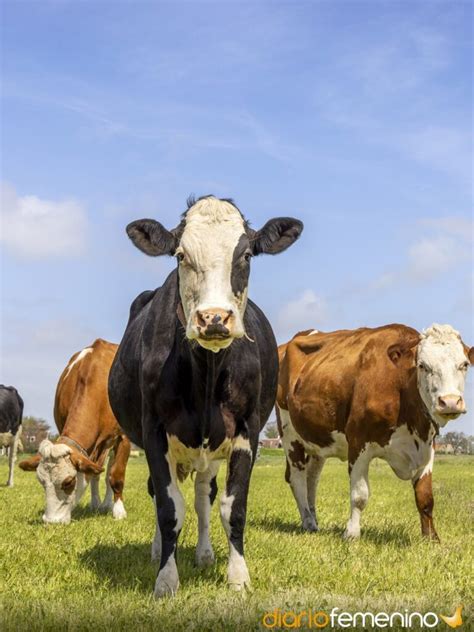 Descifra El Significado De So Ar Con Vacas