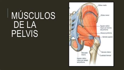 Musculos Pelvis