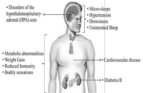 Effects of sleep disruption on physiological responses (redrawn from... | Download Scientific ...