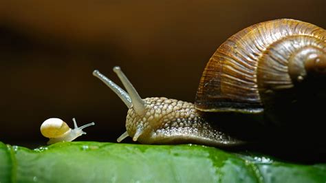 Download Animal Snail Hd Wallpaper