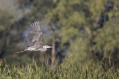 Le Héron Cendré Ardea Cinerea Linnaeus The Gray Heron Flickr