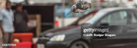 Pigeon On Car Photos and Premium High Res Pictures - Getty Images