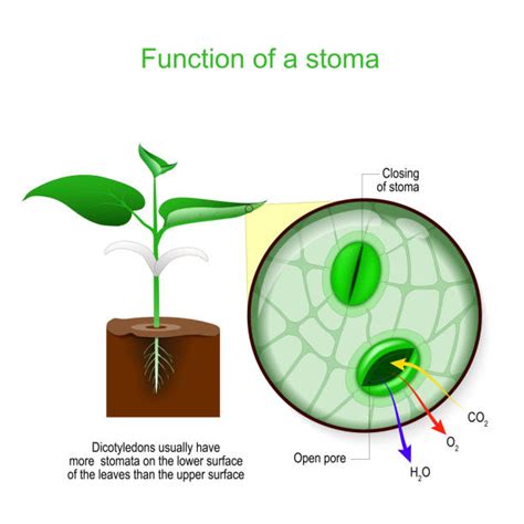 Leaf Stomata Diagram