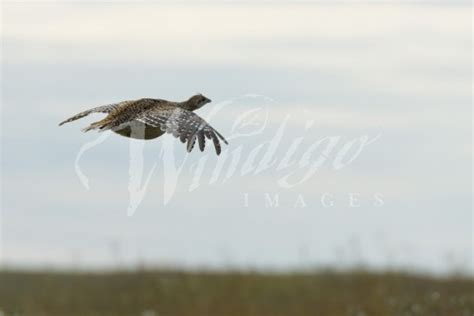 A Flying Sharptail Grouse Over The Prairie Stock Image Windigo Images