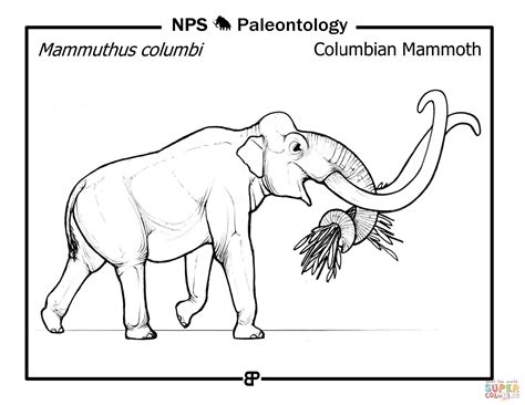 Dibujo De Mamut Colombino Mammuthus Columbi Para Colorear Dibujos The