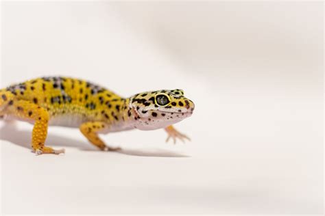 Troubleshooting Gecko Breeding Issues: A Comprehensive Guide - GeckoSavvy