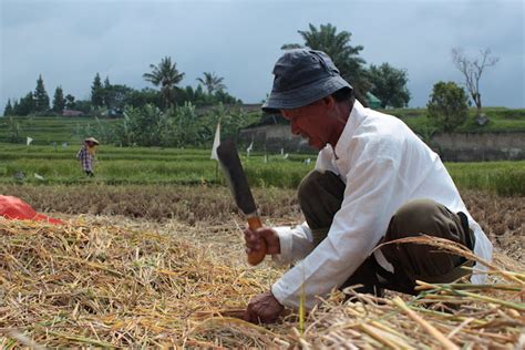 Pengertian Agrikultur Contoh Produk Tanaman Lengkap Satria Mahir