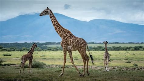 Days Lake Manyara Ngorongoro Crater And Serengeti National Park