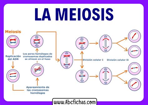 Diagrama Del Vector De Las Fases De La Meiosis Ilustraci N Del Vector The Best Porn Website