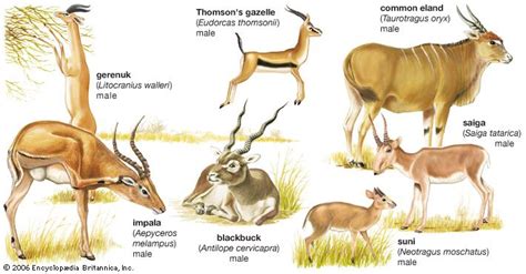 Antelope | mammal | Britannica.com