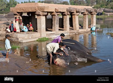 Mahouts Elephant Trainers Washing An Elephant Tungabhadra River