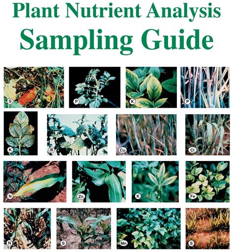 Plant Analysis Sampling Guide - Agvise Laboratories