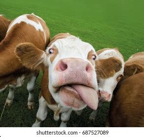 funny  cows