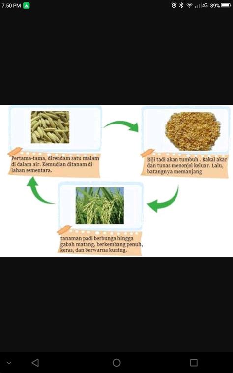 Daur Hidup Tanaman Padi Manfaat Dan Tips Nbkomputer