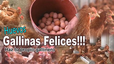 Huevos De Gallinas Felices Haz Tu Propio Gallinero Youtube