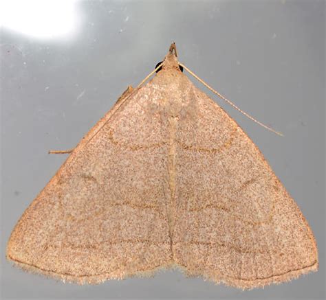 Zanclognatha Zanclognatha Pedipilalis Bugguide Net