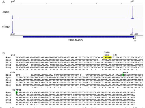 Figure 1 From RNA Polymerase II Transcription Attenuation At The Yeast