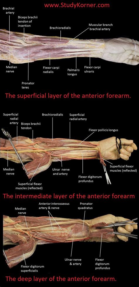 Forearm Surface Anatomy