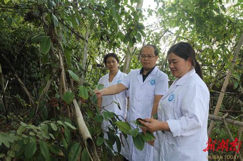 湖南环境生物职院“黑老虎”填补我国传统侗药航天育种空白 衡阳 新湖南