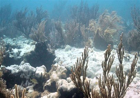 Ondas de calor marinhas estão se tornando mais intensas e persistentes