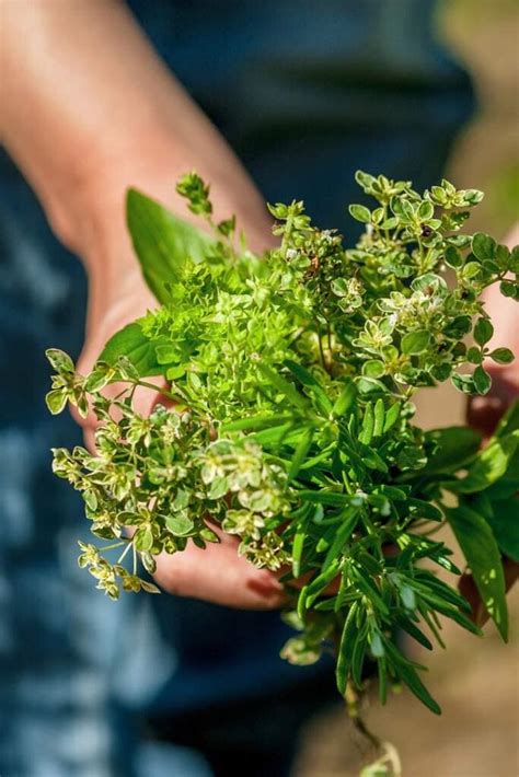 10 Best Herbs For Your Kitchen Garden Life Of Stacy