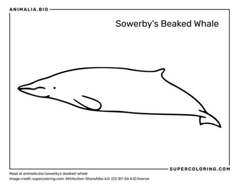 Sowerby's beaked whale - Facts, Diet, Habitat & Pictures on Animalia.bio