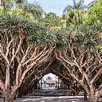 Alger Jardin D Essai Un Petit Paradis Arbres Jardin D Essai Du