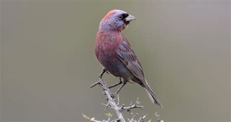 Varied Bunting Identification All About Birds Cornell Lab Of Ornithology