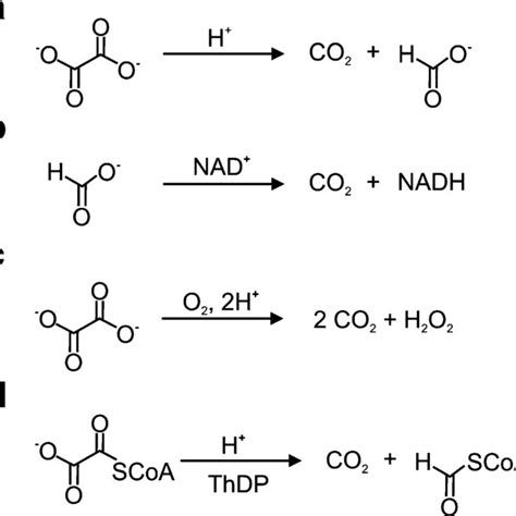 Pdf Oxalate Decarboxylase Biotechnological Update And Prevalence Of