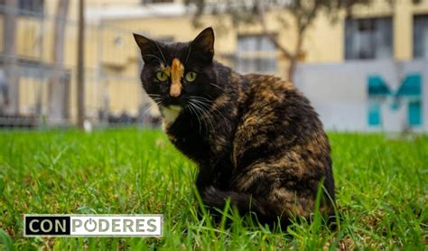 Miraflores Promueve La Adopci N Como Nueva Oportunidad De Vida Para