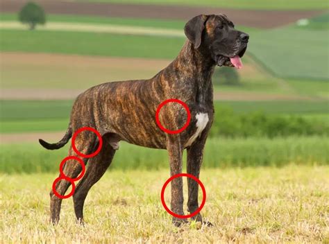 Osteosarcoma in Dogs: Understanding Bone Cancer in Canines
