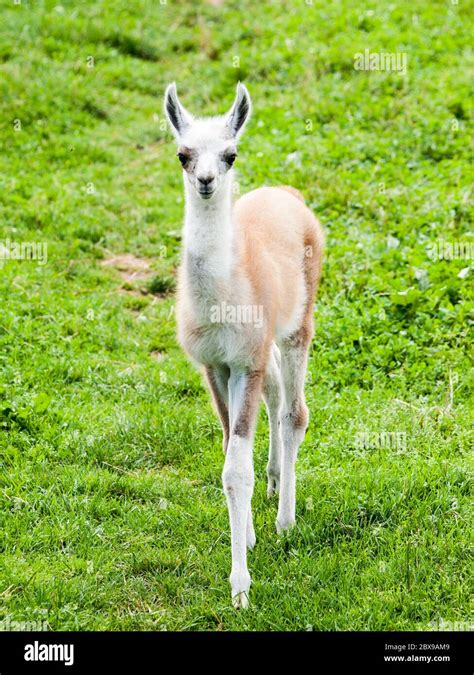 Baby llama. Cute and funny south american mammal Stock Photo - Alamy