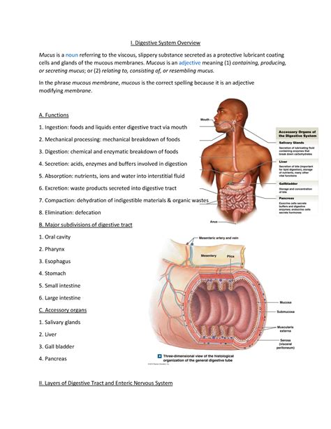 Digestive System My Lecture Notes For Class Human Morphology And