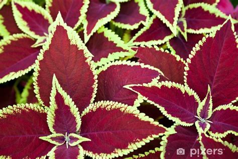 Wall Mural Red Coleus Pixersuk